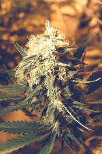 Ohinduku bud